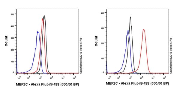 Anti-MEF2C antibody [EPR19089-202] - BSA and Azide free(AB231859)