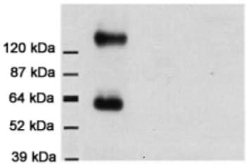 Anti-EAAT1 antibody(ab416)