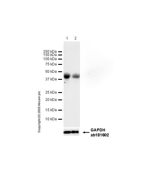Anti-HLA-C antibody [EPR26121-73](AB307361)