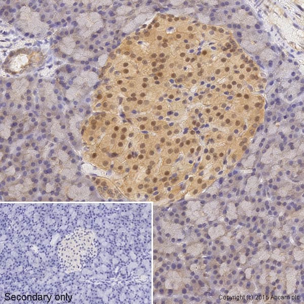Erk2 Antibody E460 Bsa And Azide Free Ab214170  Immunohistochemistry Formalin Pfa Fixed Paraffin Embedded Sections Img24067