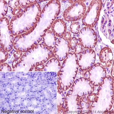 Ab76020 immunostaining of rat kidney tissue with hematoxylin counterstain and negative control inset.