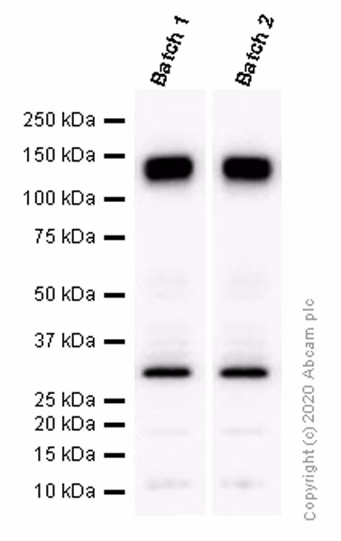 Western blot of anti-Pan Trk antibody [EPR17341] (ab181560) showing bands at 30 and 140 kDa.