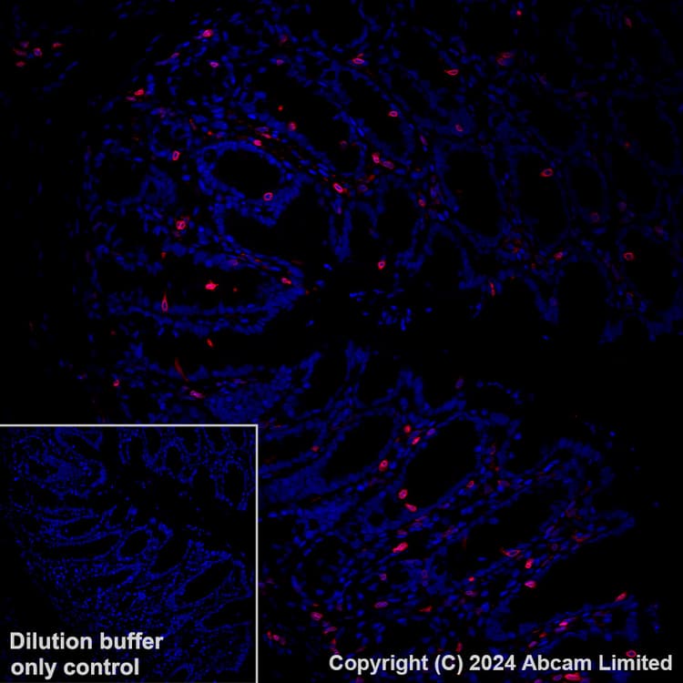Alexa Fluor® 647 Anti-FLAP antibody [EPR27505-52](ab319019)