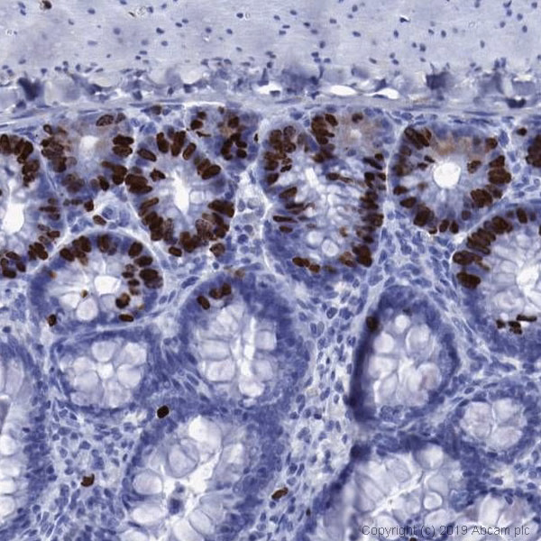 IHC image of ab6326 staining in a formalin-fixed, paraffin-embedded rat small intestine BrdU tissue section.