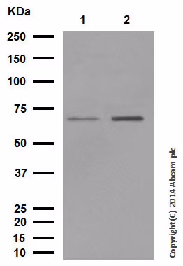 Western blot analysis of Smad4 protein expression in SH-SY5Y and Ramos cell lysates