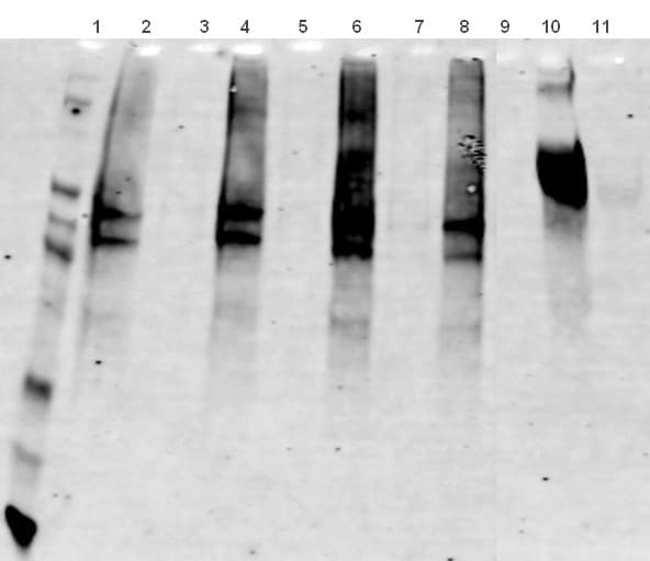 Protein Carbonyl Assay Kit (Western Blot)(AB178020)