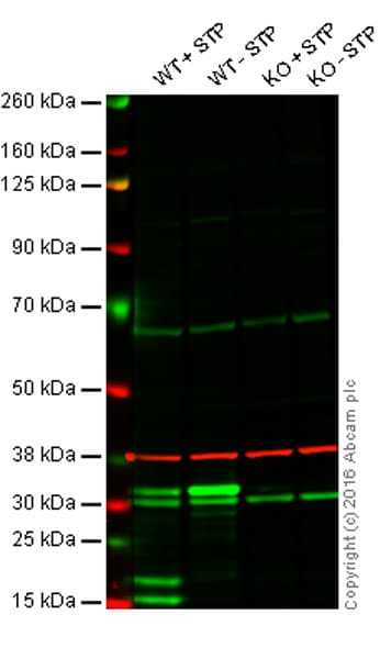 Caspase 3 Antibody Abm1c12 Ab208161  Western Blot Img53954