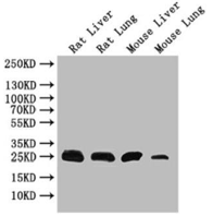 Anti-CD9 antibody(ab223052)