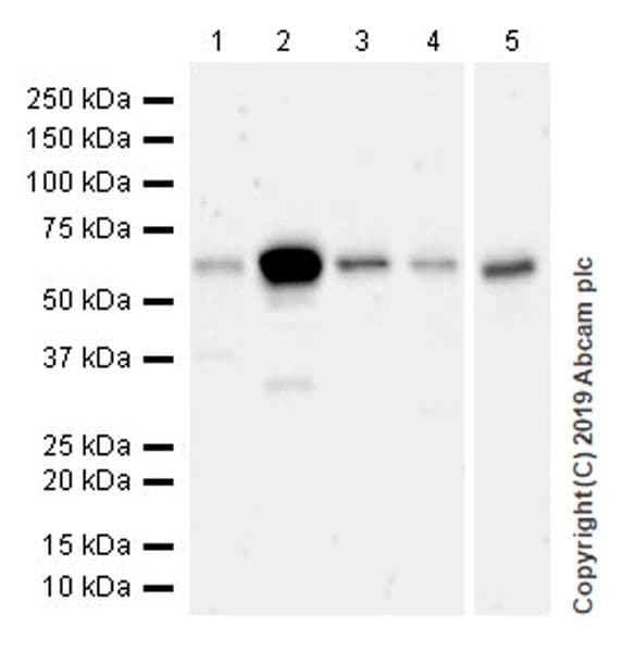 Smarcd2 Antibody Epr20860 251 Ab220164  Western Blot Img50297