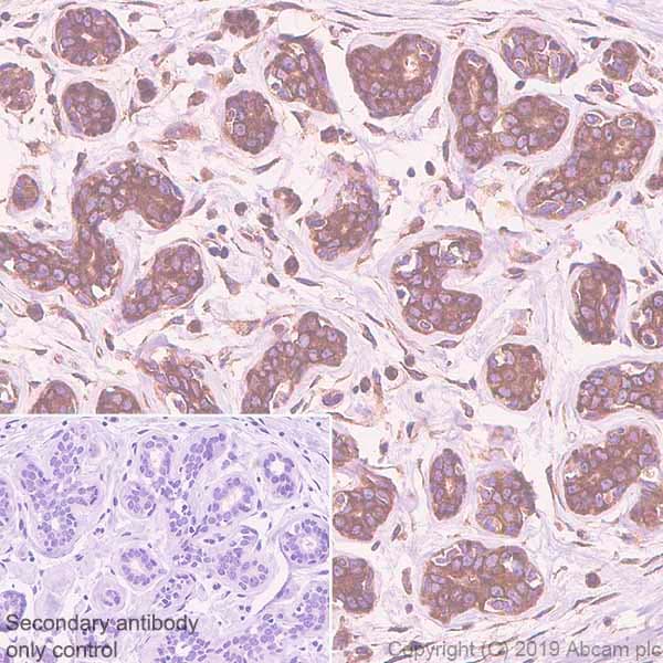 Anti-EIF2S1 antibody [EPR23098-50] - BSA and Azide free(AB263951)