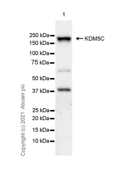 Anti-KDM5C / Jarid1C / SMCX antibody [EPR23932-18] - BSA and Azide free(AB280963)