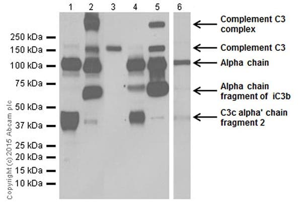 Anti-C3 antibody [EPR19394](AB200999)