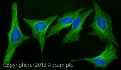 Rabbit Anti-Sheep IgG H&L (Alexa Fluor® 488)(AB150181)