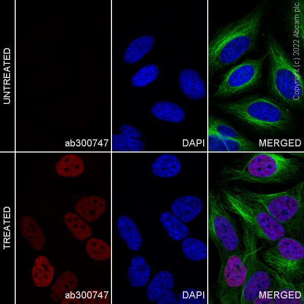 Alexa Fluor 647 C Fos Antibody Epr21930 238 Ab300747  Immunocytochemistry Immunofluorescence Img451006