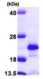 Recombinant Human NUDT2 protein(AB103048)