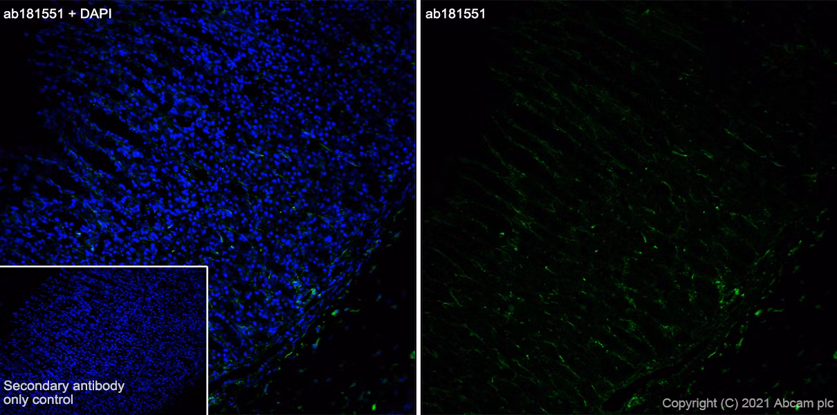 Immunohistochemistry (Frozen sections) - Goat Anti-Rabbit IgG H&L (Alexa Fluor® 488) (ab150077)