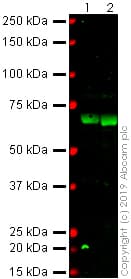 Anti-C3b / iC3b antibody [1H8](AB231080)