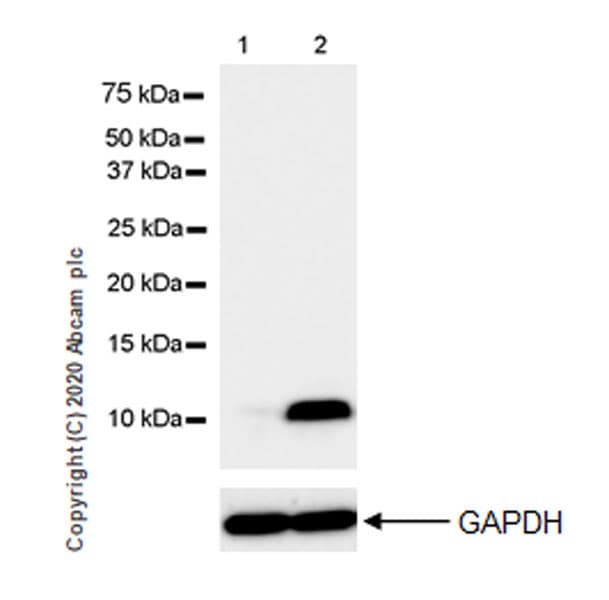 Ccl3 Mip 1 Alpha Ccl3l1 Antibody Epr23751 54 Ab259372  Western Blot Img12261