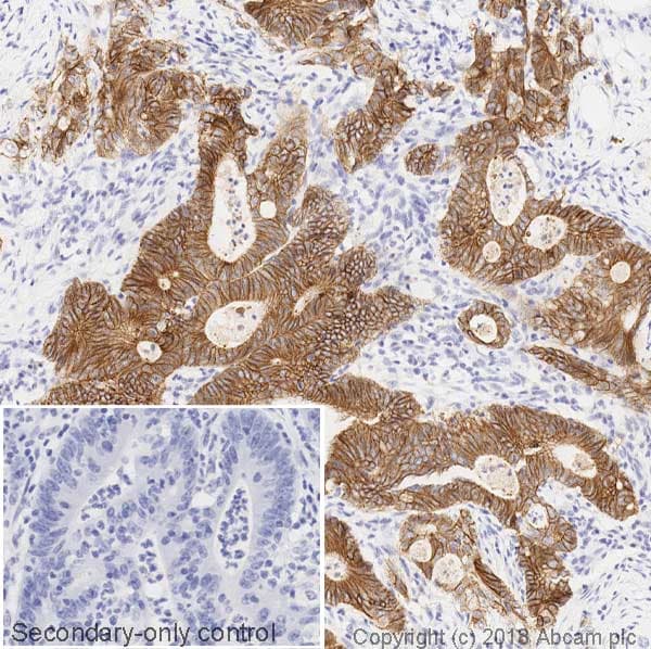 Anti-E Cadherin antibody [4A2](AB231303)