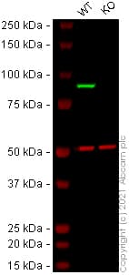 Human STAT1 knockout HeLa cell line(AB255346)