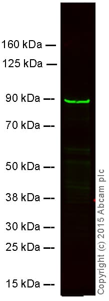 Anti-MMP9 antibody [EP1254](AB76003)