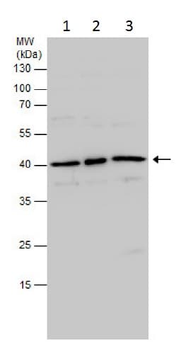 Anti-PDX1 antibody(AB227586)