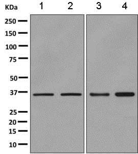 Anti-Pirin/PIR antibody [EPR11375(B)](AB157212)