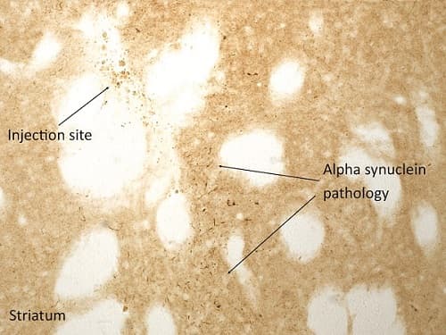 Recombinant Human Alpha-synuclein protein aggregate (Active)(AB218819)
