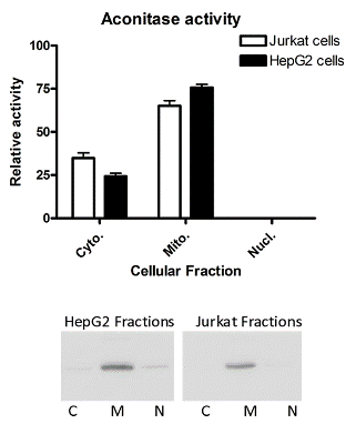 Aconitase Activity Assay Kit(AB109712)