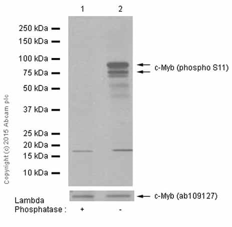 Anti-c-Myb (phospho S11) antibody [EP769Y](AB45150)