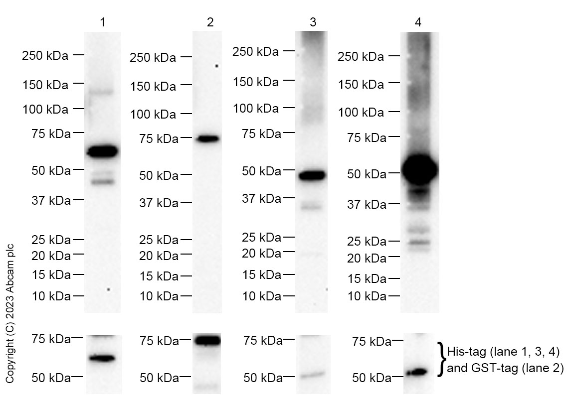 Anti-PAN TEAD antibody [EPR15629] - BSA and Azide free(ab240976)