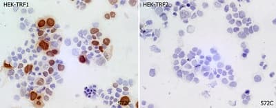 Anti-TRF1 antibody [572C](AB192629)