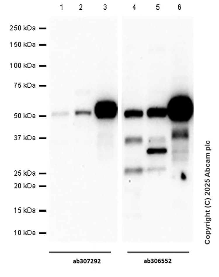 Anti-IRF8 antibody [EPR26382-10] - BSA and Azide free(AB306553)