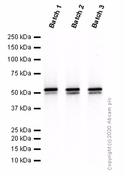 Different batches of ab92547 were tested on HEK-293 (Human embryonic kidney epithelial cell) lysate at 0.02 µg/mL. 15 µg of lysate was loaded in each lane. Bands observed at 54 kDa.