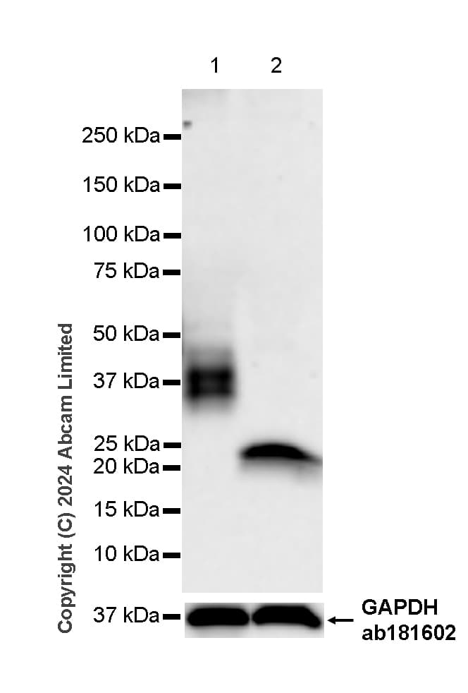 Anti-NKG2D antibody [RM1173] - BSA and Azide free(AB319163)