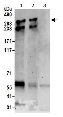 Anti-ARID1B antibody(AB245537)