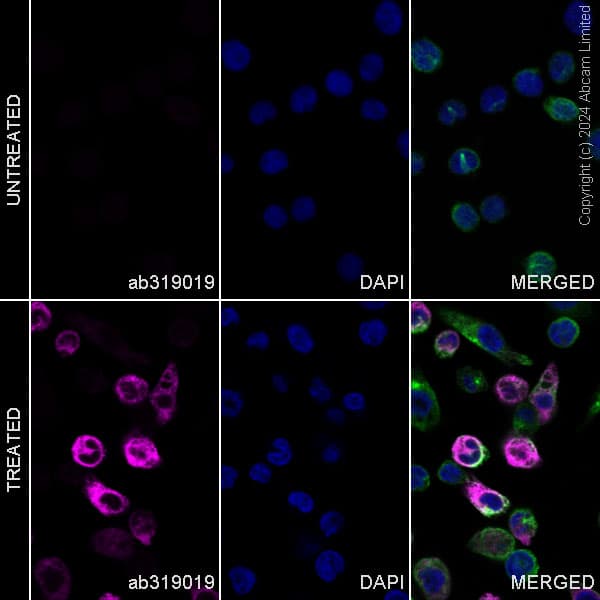 Alexa Fluor® 647 Anti-FLAP antibody [EPR27505-52](ab319019)