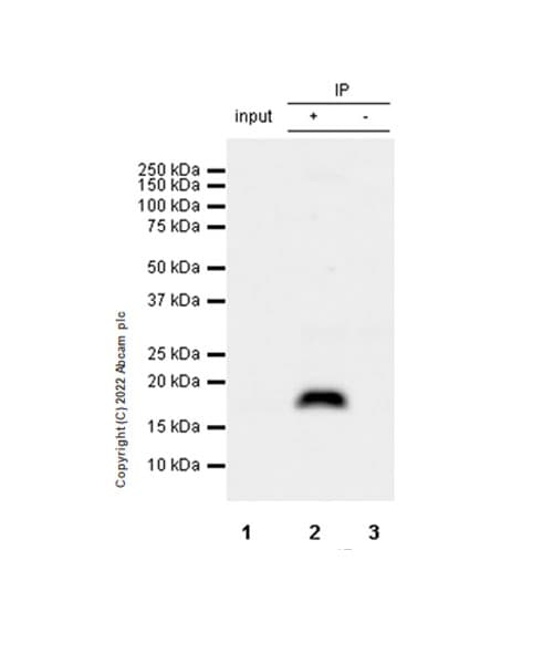 Anti-Cofilin 2 antibody [EPR24519-7](AB300128)