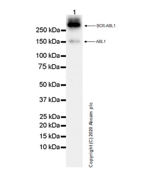 Anti-abL1 antibody [EPR23406-32](ab254341)