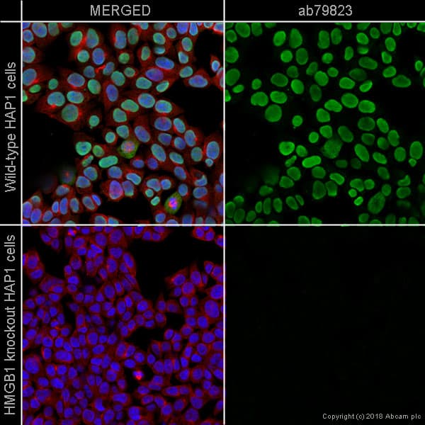 Anti-HMGB1 antibody [EPR3507](AB79823)