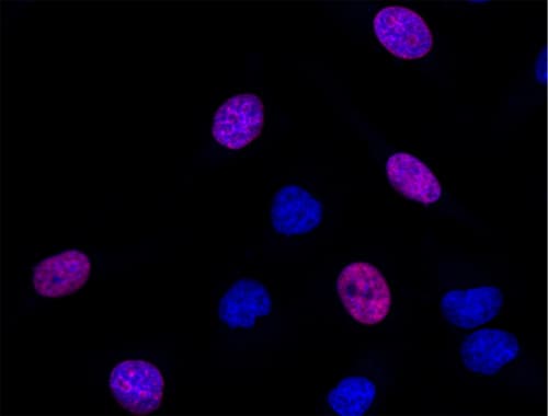 EdU Assay / EdU Staining Proliferation Kit (iFluor 647)(AB222421)