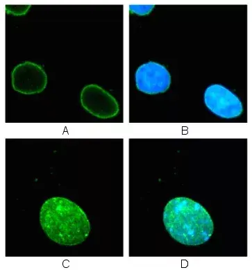 Immunocytochemistry Immunofluorescence Anti Lamin B1 Antibody Nuclear Envelope Marker Ab16048 Image03