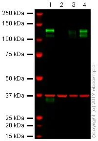 Anti-CD31 antibody [JC/70A](AB9498)
