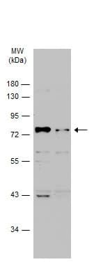Anti-p75 NGF Receptor antibody(AB227509)