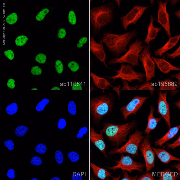 Confocal microscopy image showing BRG1 protein expression in HeLa cells, labeled with green fluorescence.