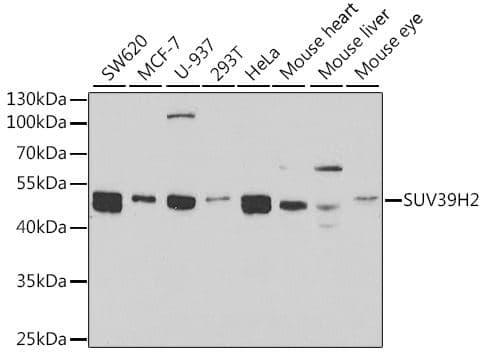 Anti-KMT1B / SUV39H2 antibody - C-terminal(AB189842)