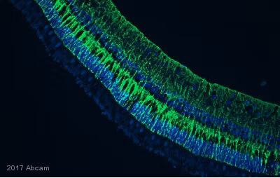 Immunohistochemical staining of rhesus monkey retina tissue, paraffin-embedded, using ab92547 antibody (green), diluted 1/200