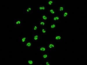 Anti-KAP1 antibody [EPR5249](AB109545)