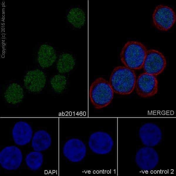 Anti-HNF-4-alpha antibody [EPR16885-99] - BSA and Azide free(AB231167)