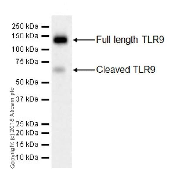 Tlr9 Antibody Epr21735 Ab211012  Western Blot Img76450